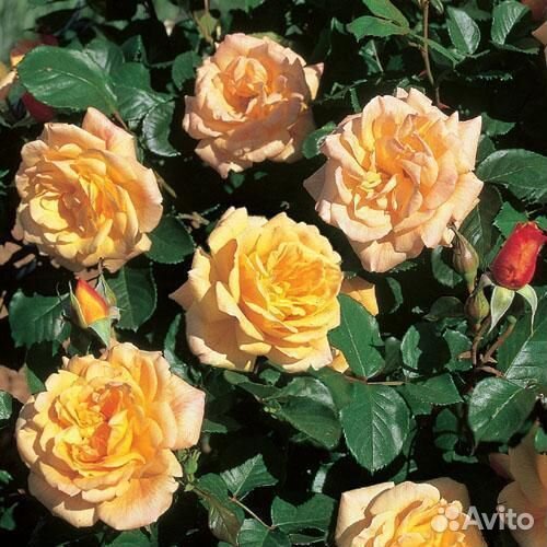 Розы Плетисты большой выбор от производителя