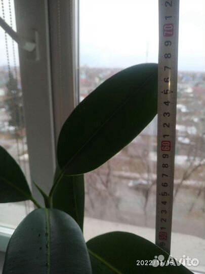 Фикус каучуконосный или эластика