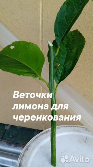 Веточки инжира и киви для укоренения -черенкования