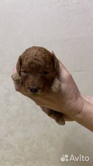 Щенки той пуделя красные