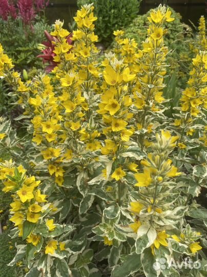 Многолетние цветы