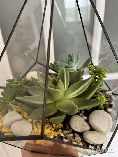 Флорариум. Цветы. Подарок учителю