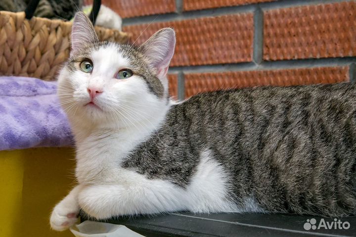 Котик 1 год Дарсик кастрирован, привит в квартиру