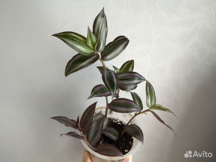 Традесканция комнатные растения