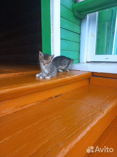 Котята в добрые руки бесплатно