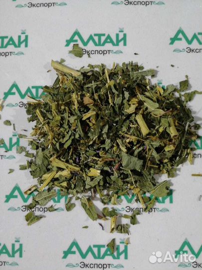 Кипрей лист побег рублен Алтай 2023 год