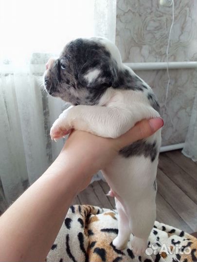 Французский бульдог щенки