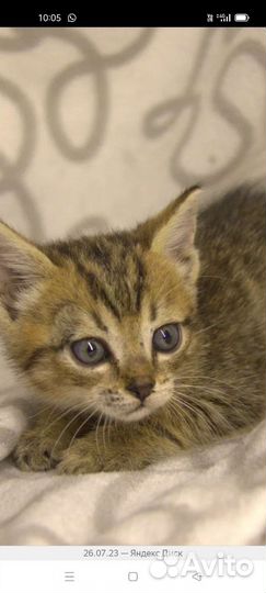 Котята в дар