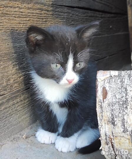 Котенок мальчик в добрые руки