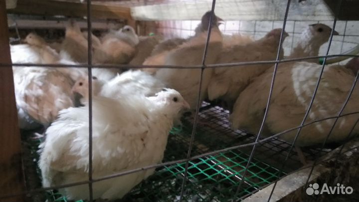 Яйцо перепелов. Пищевое, инкубационное