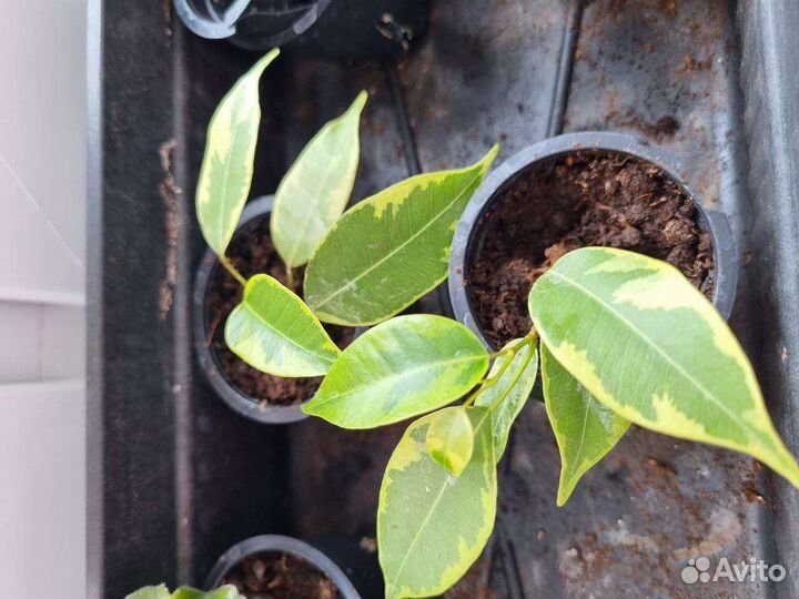 Фикус бенджамина, черенки