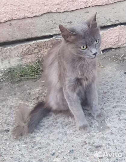 Кошечка выживает в подвале, просит еды у магазина