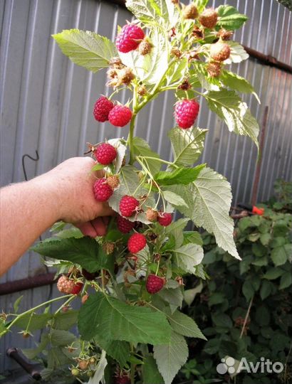 Саженцы малина, облепиха зимостойкие