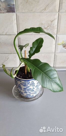 Филодендрон Narrov Esvape