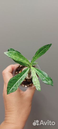 Прививки сортовых адениумов