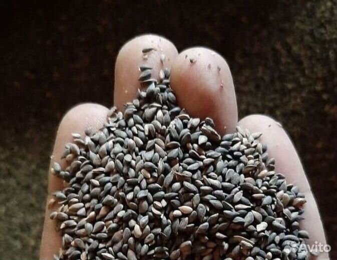 Семена / Ель обыкновенная