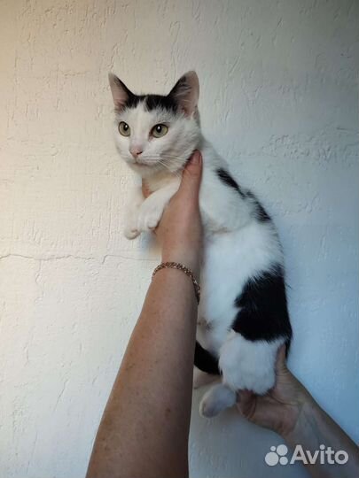 Кошка в дар бесплатно