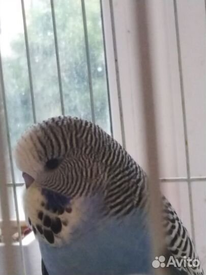 Попугай волнистый выставочный Чех