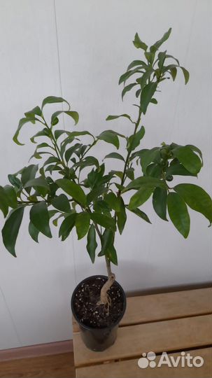 Кумкват сорт Маргарита