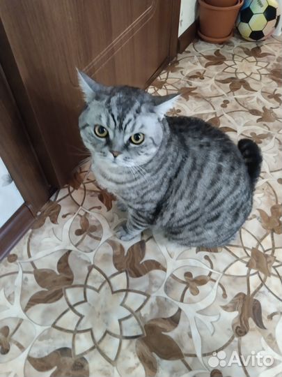 Кот Шотландский