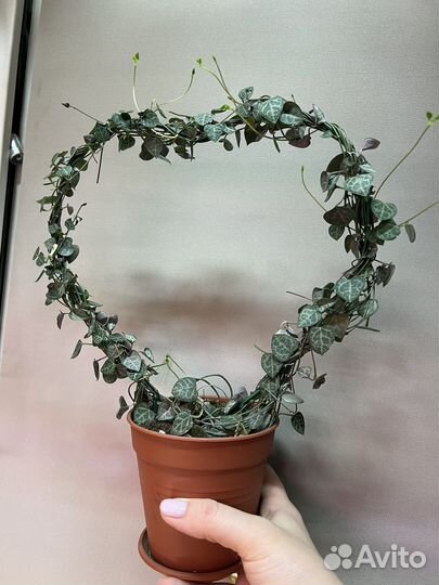 Циропегия вуда