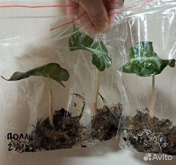 Алоказия полли