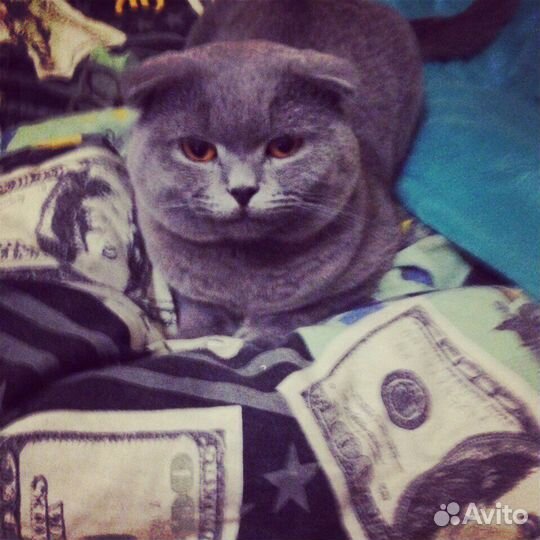 Шотландский вислоухий кот для вязки ждёт кису )