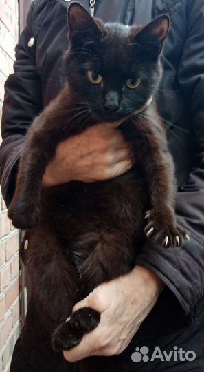 Кошка в дар бесплатно