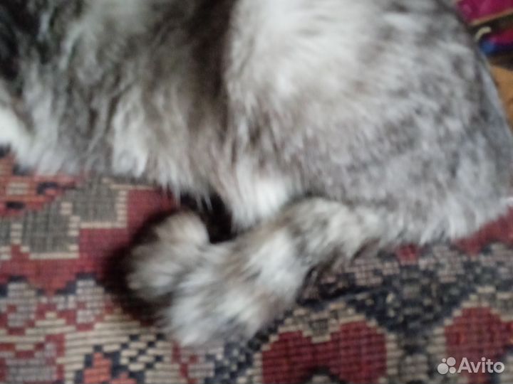 Кошка светлая полосатая