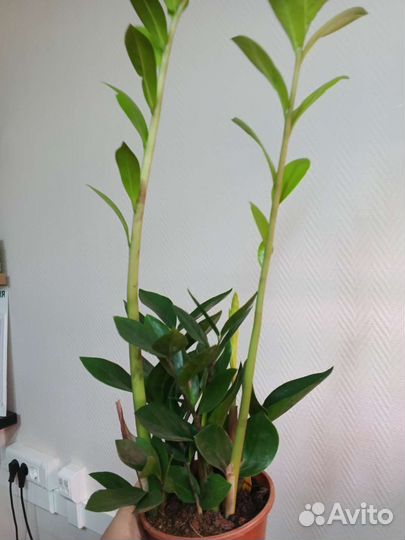 Замиокулькас, педилантус