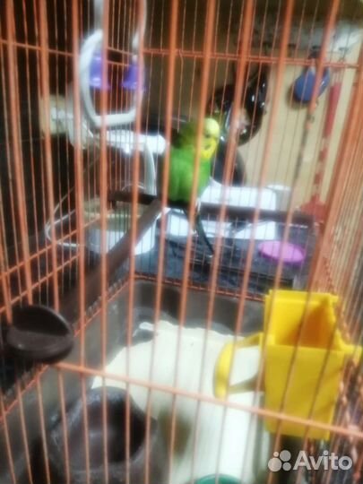 Волнистый попугай с клеткой