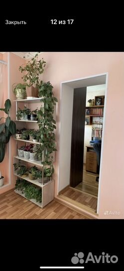 Продам цветы комнатные