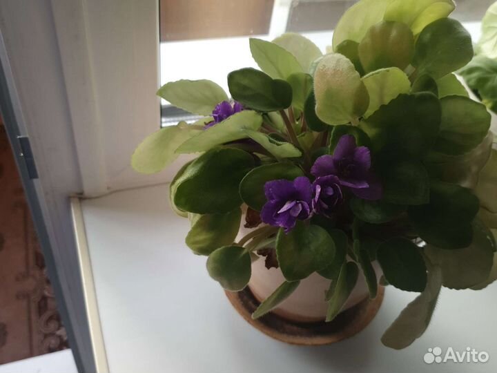 Цветущие фиалки, герань, алое в горшках