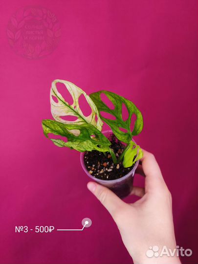 Монстера Адансони Архипелаго Вариегатная