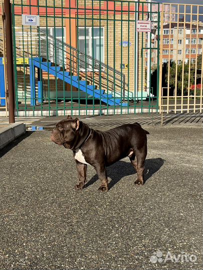 Американский булли вязка