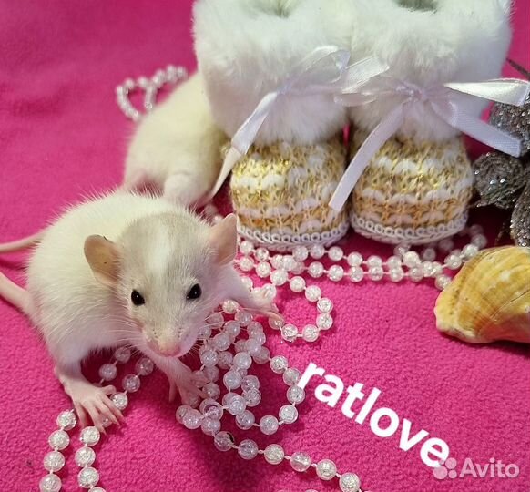 Крысята от ratlove