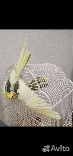 Попугай корелла пара