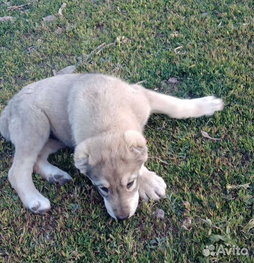 Щенки алабая
