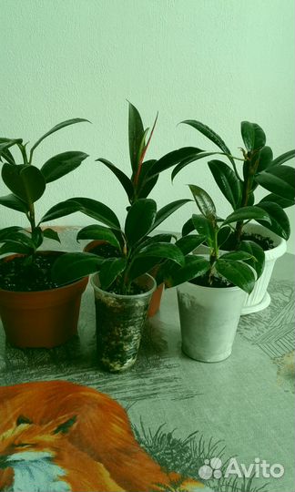 Комнатные цветы,фикус Бенджамина