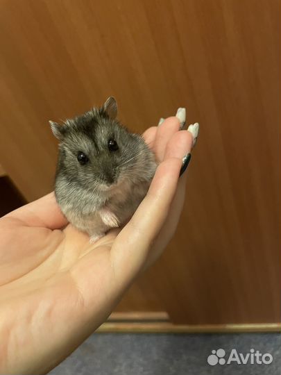 Джунгарские хомякИ