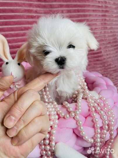 Мальтийская болонка