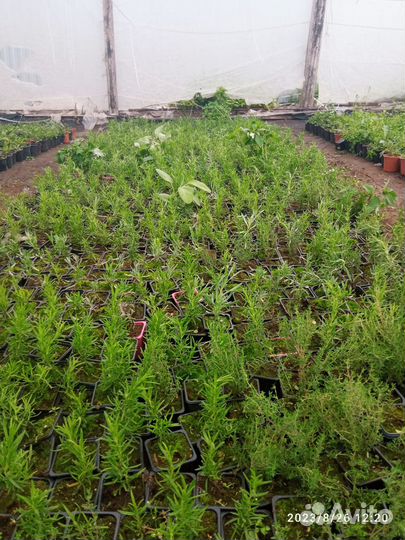 Розмарин-Росинка