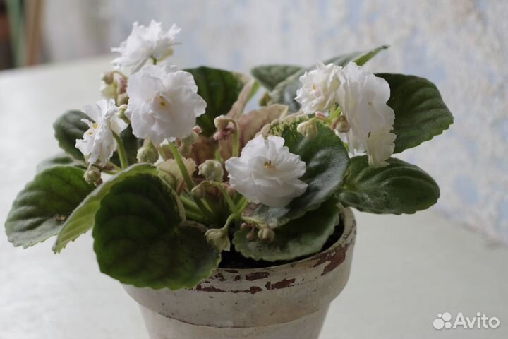 Фиалка Зефир, наслаждение