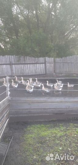 Гусаков и гусынь кубанских