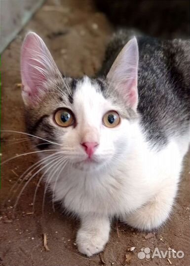 Милашка в добрые руки