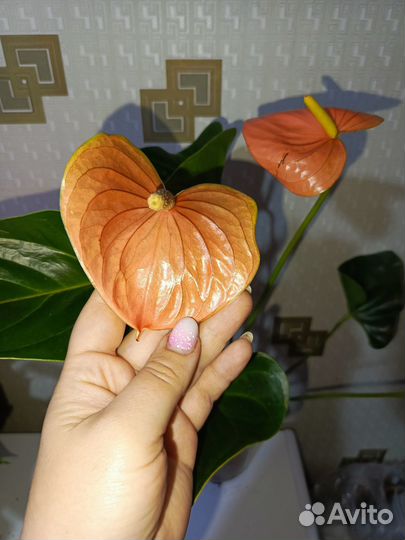 Комнатные цветы антуриум