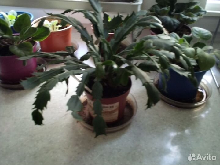 Цветок декабрист