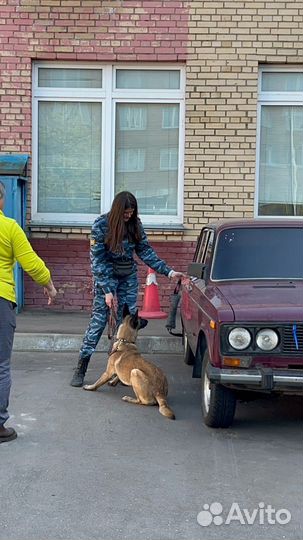 Кинолог, Дрессировка и воспитание собак