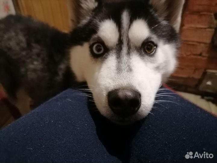 Продам хаски