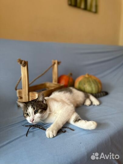 Котик Еван в любящую семью